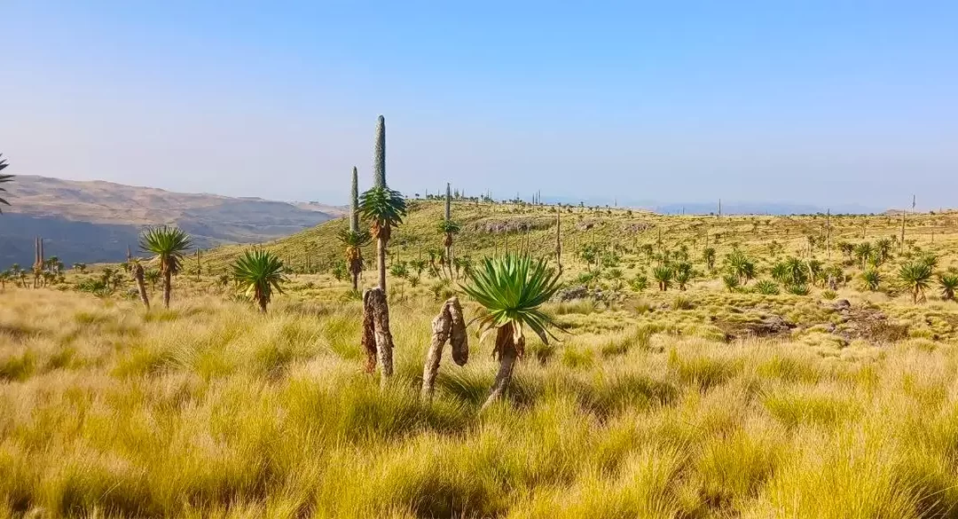 5 Days Simien Mountains Trekking & Hiking Tour