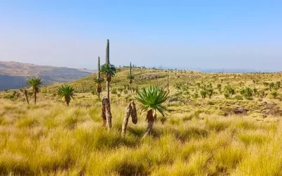 5 Days Simien Mountains Trekking & Hiking Tour