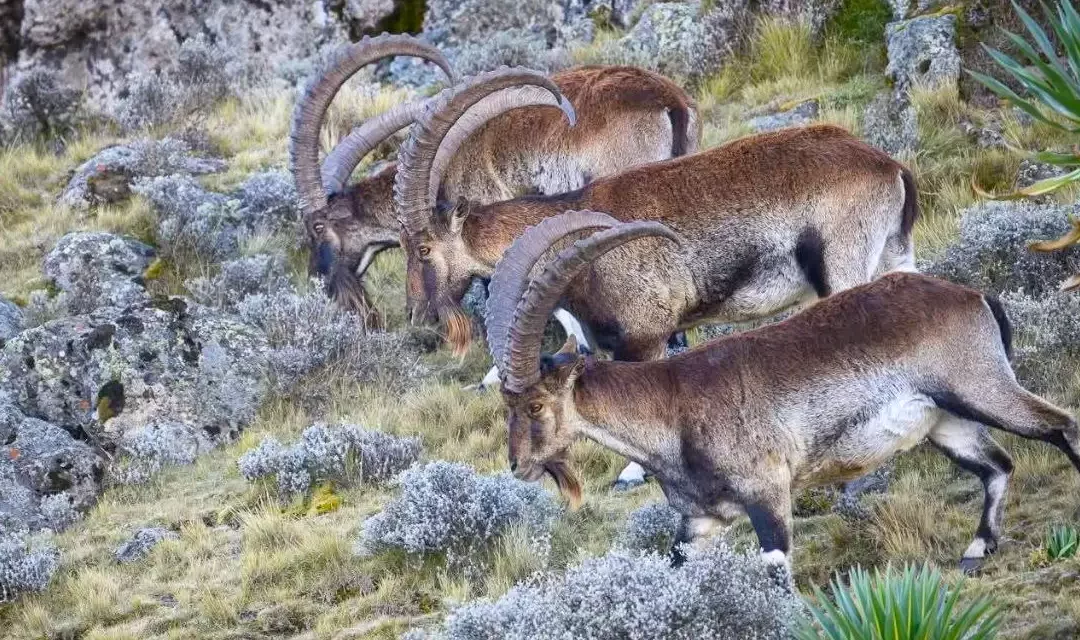 6 Days Simien Mountains Trekking Tour
