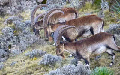 6 Days Simien Mountains Trekking Tour