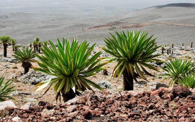 Bale Mountains Hiking – 8 Days