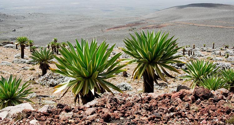 Bale Mountains Hiking – 8 Days