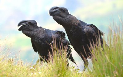 10 Days Ethiopia Birding Tour – Rift Valley, Awash & Bale Mountains