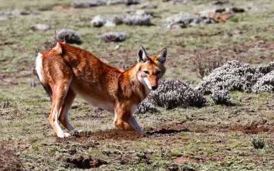 8 Days Bale Mountains Trekking & Hiking Holiday