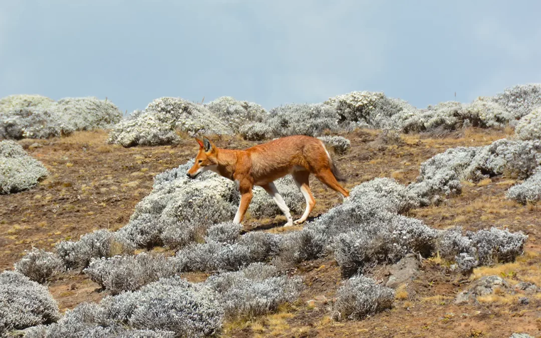 4 Days Bale Mountains Tour | Wildlife & Ethiopian Wolves