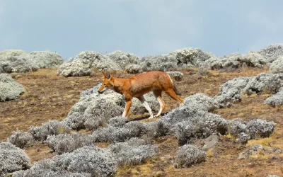 4 Days Bale Mountains Tour | Wildlife & Ethiopian Wolves