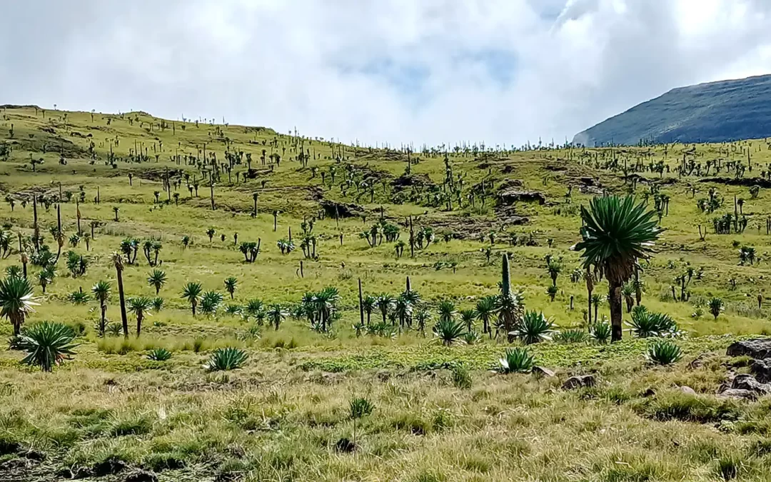 4 Days Simien Mountains Trekking & Hiking Holiday